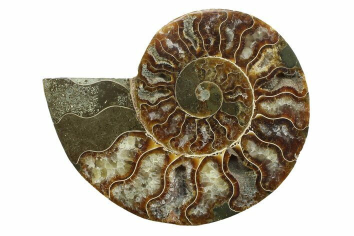 Cut & Polished Ammonite Fossil (Half) - Madagascar #354136